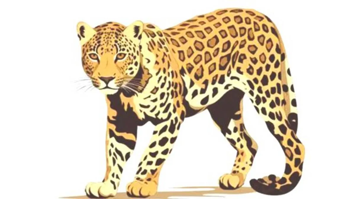 leopard
