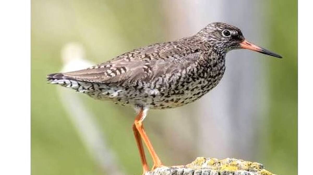 bird