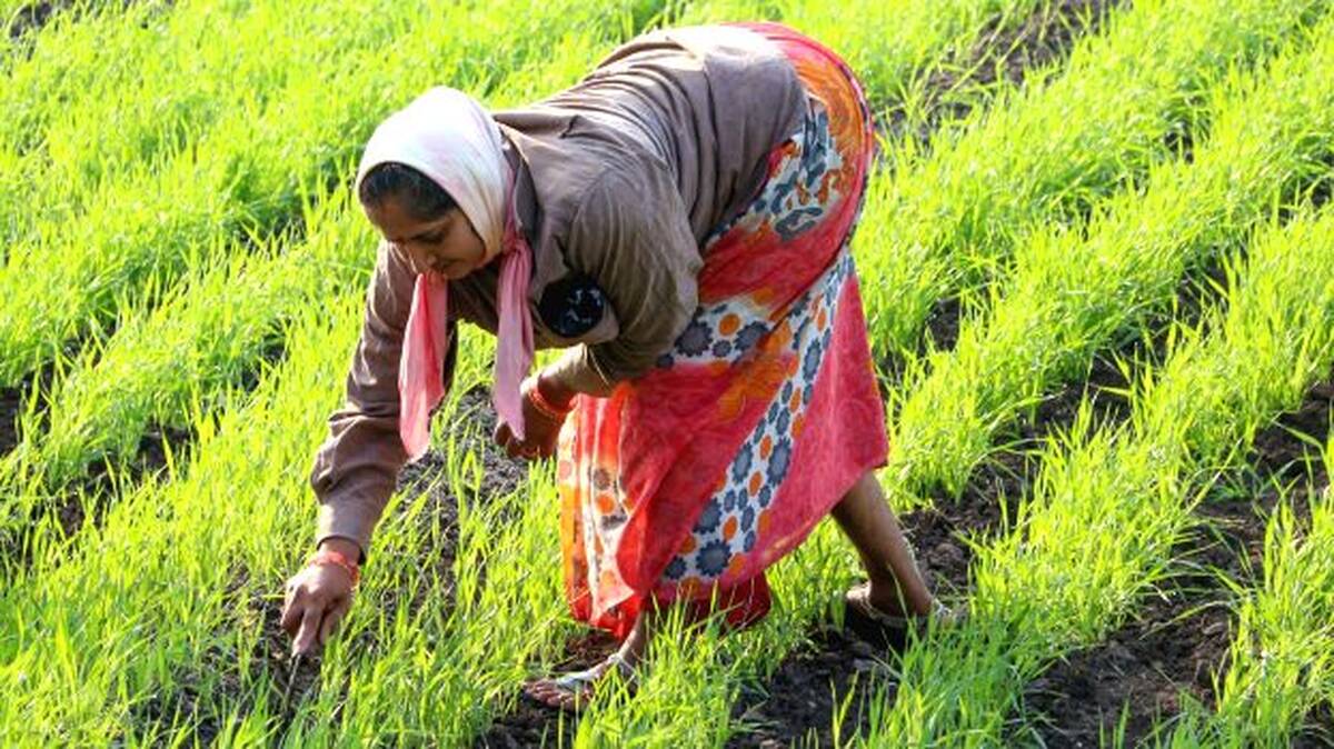 farmer