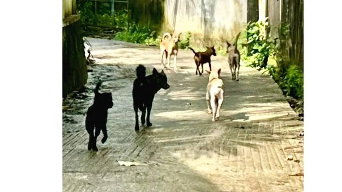 dogs-