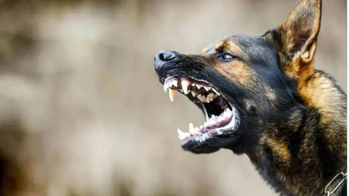 dog