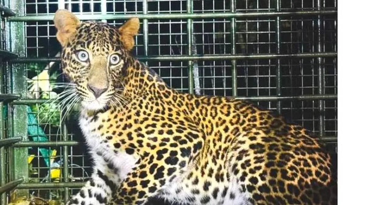 puli