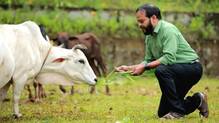 cow