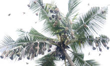 kuruvi