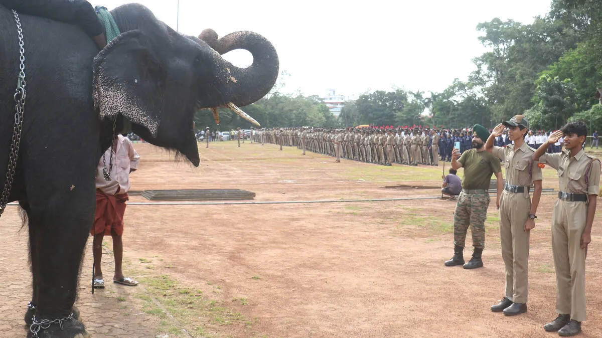elephnat