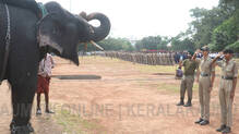 elephnat