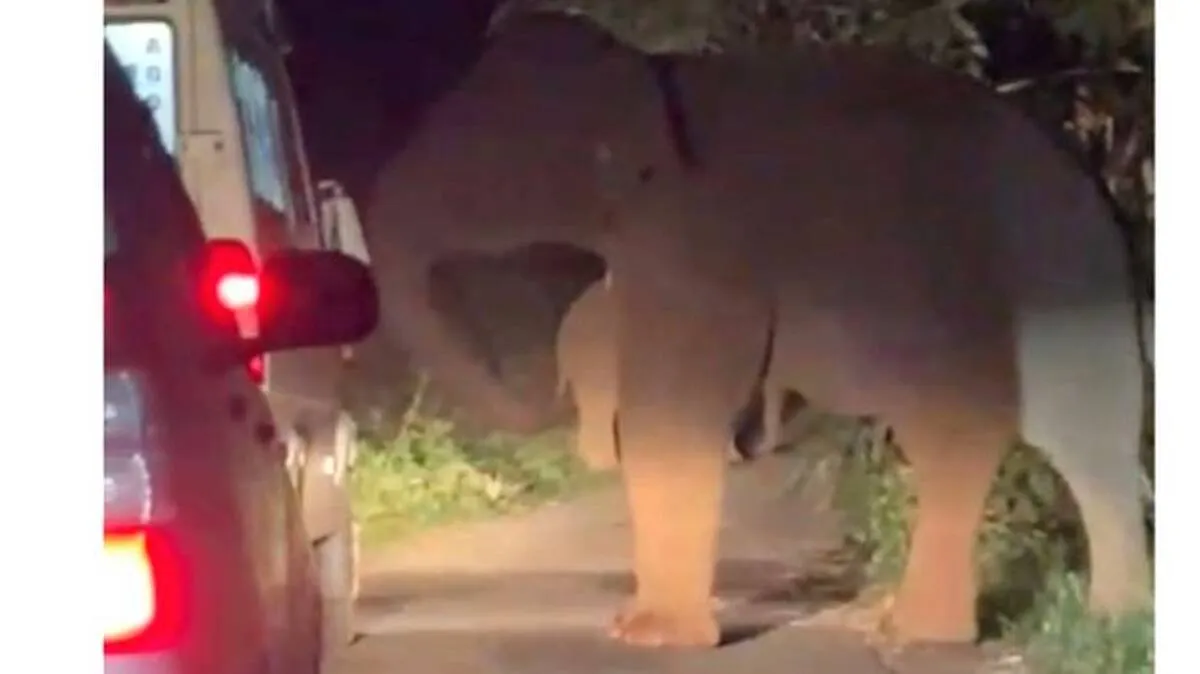 elephant