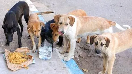 dog.1785783906