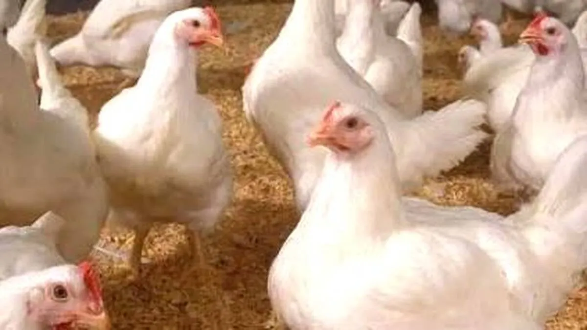 aa aa