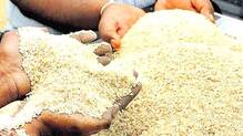 rice