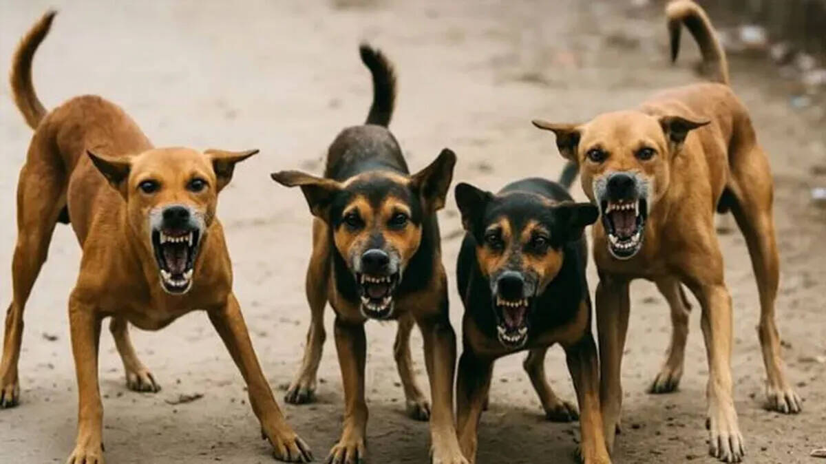 street-dog