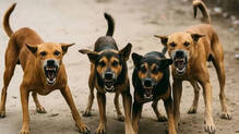 street-dog