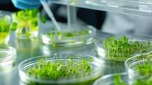 tissue-culture