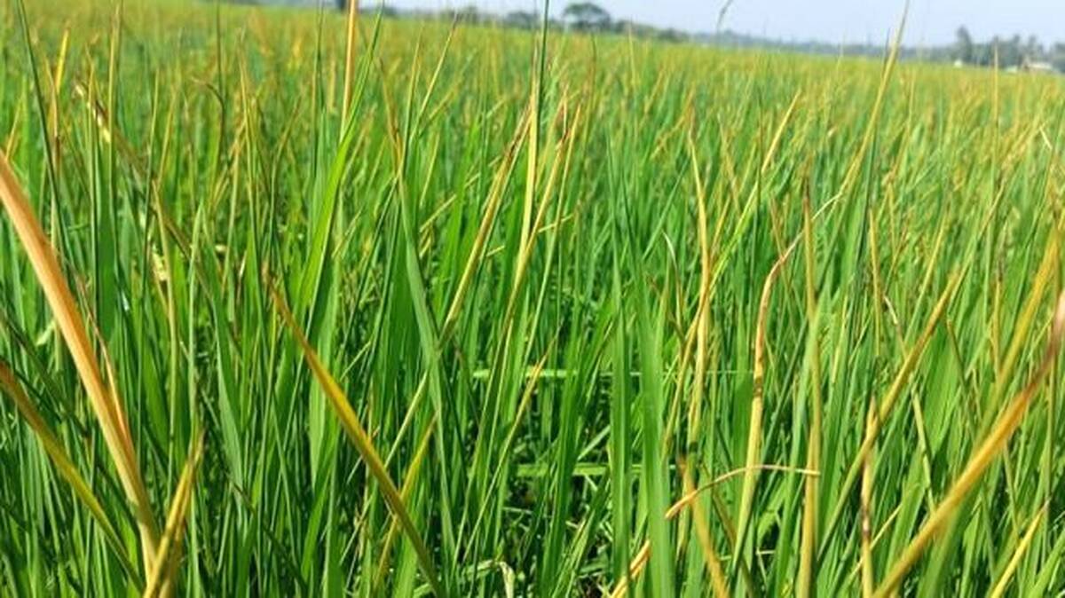aa