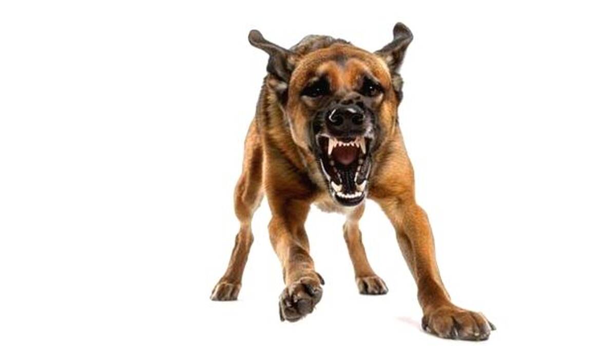 dog