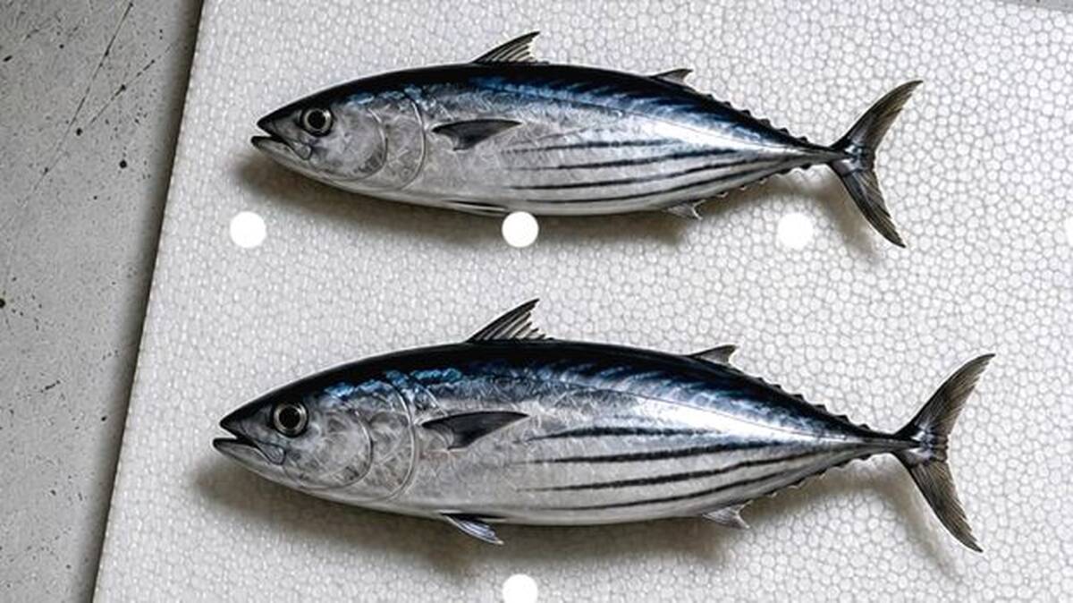 fish1