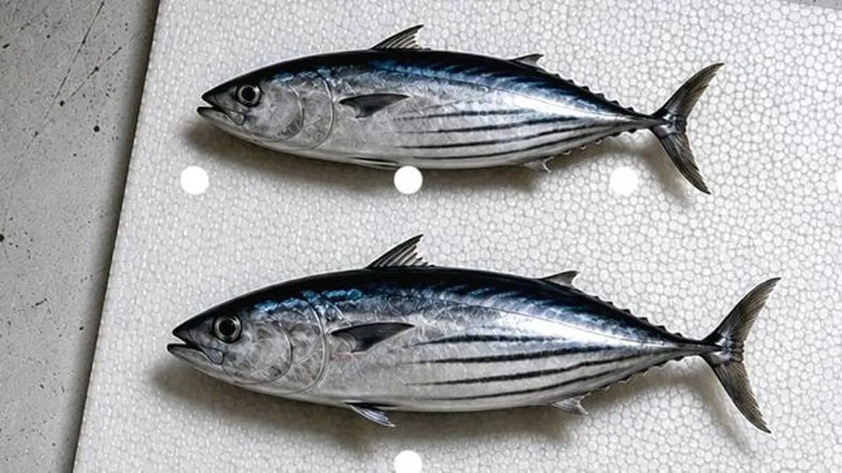 fish1 fish1