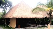 palm
