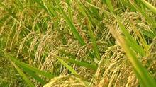 rice