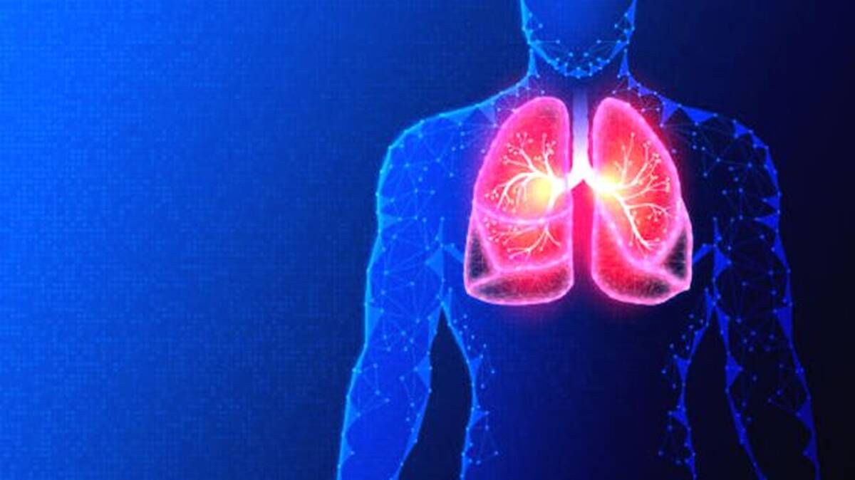lungs