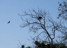 bird