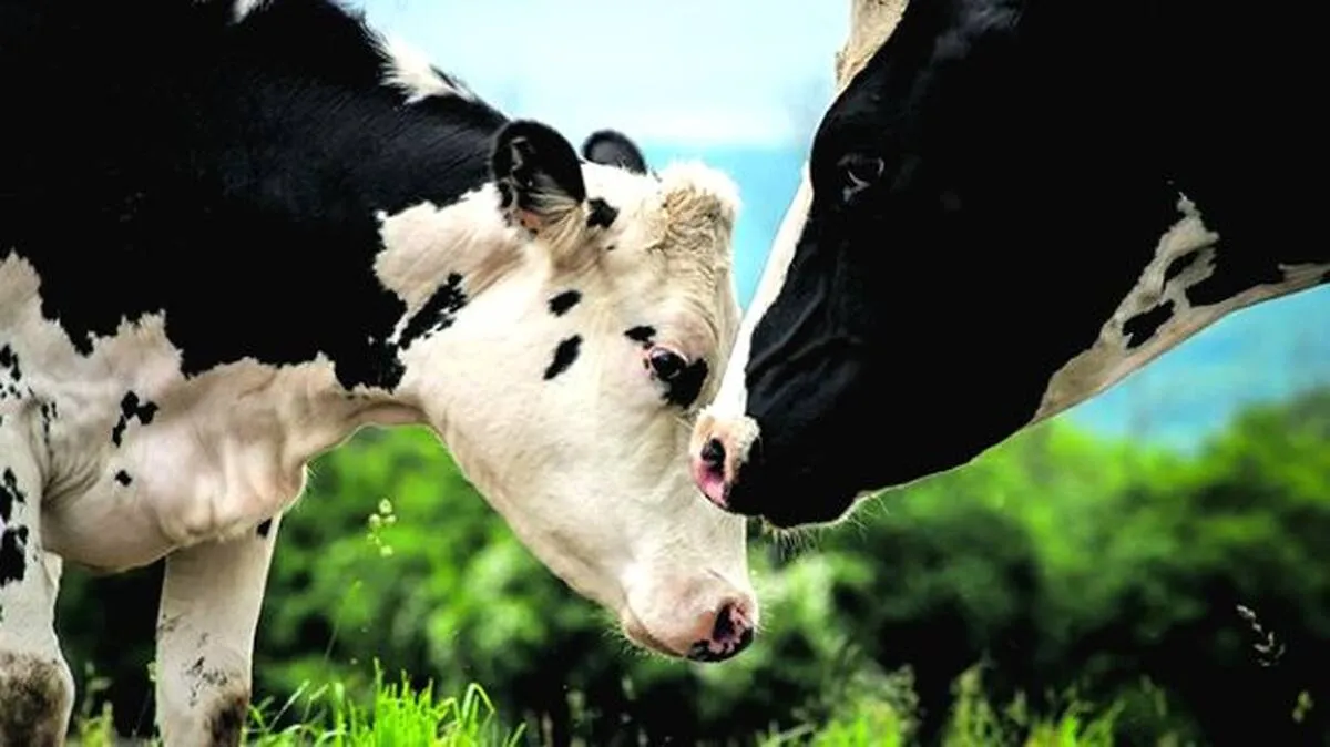 cow