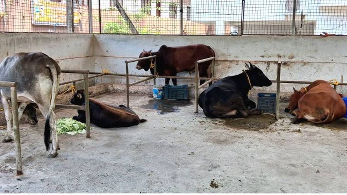cow