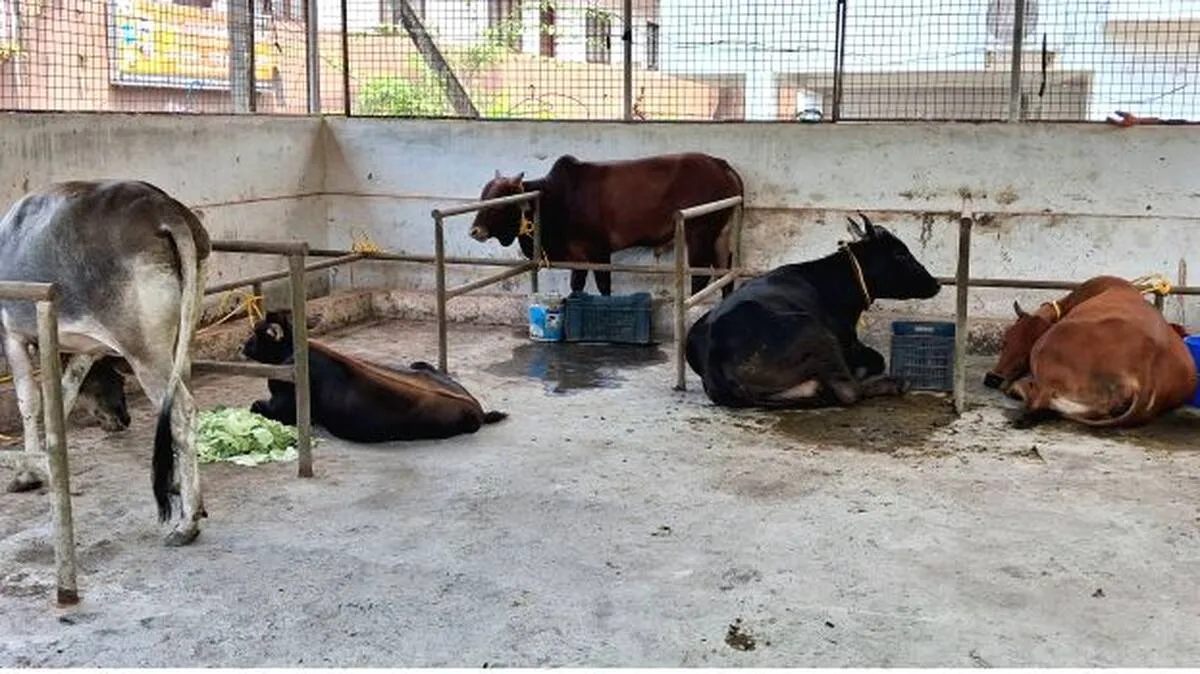 cow