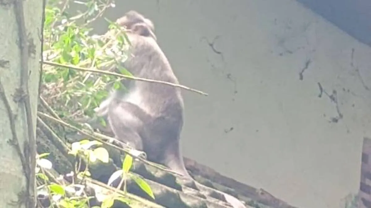 monkeys
