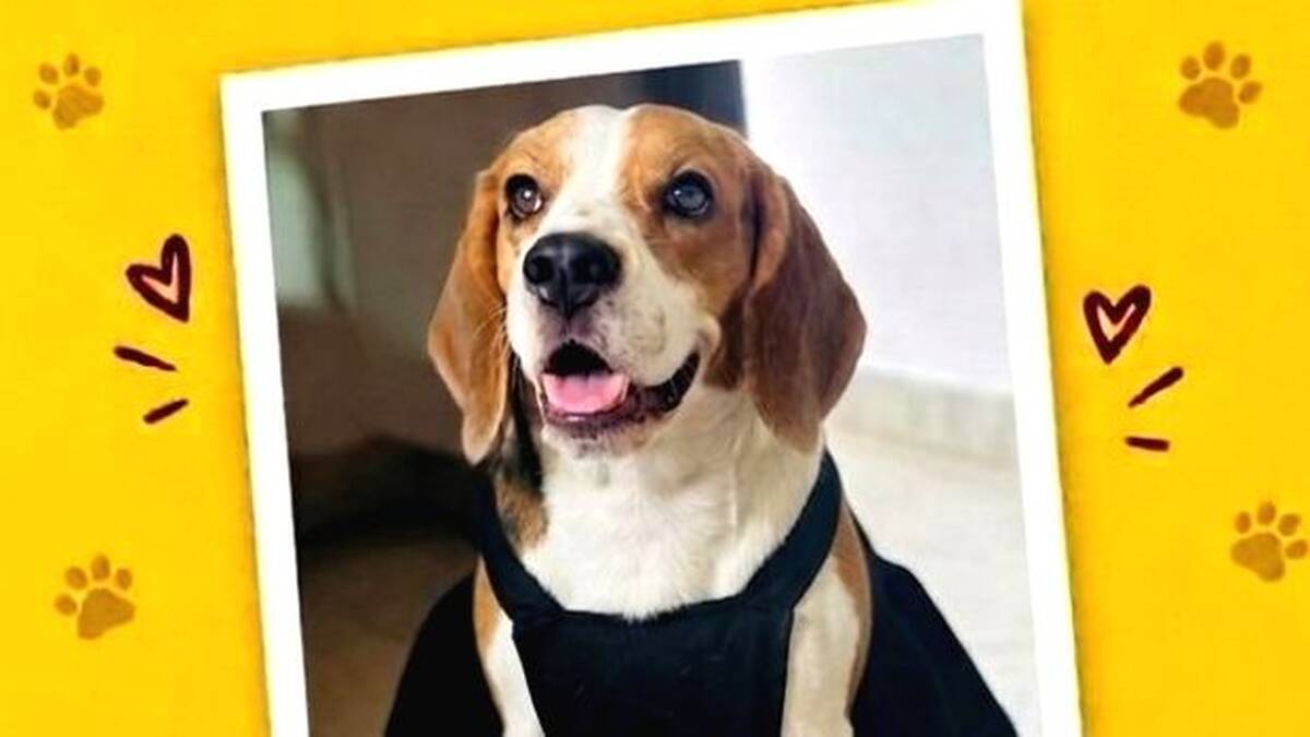 dog