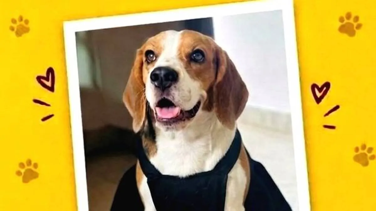 dog