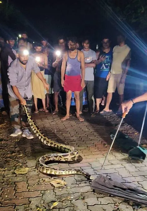 snake