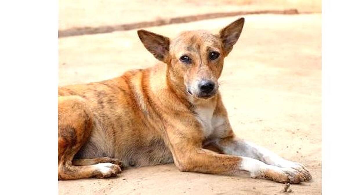 dog