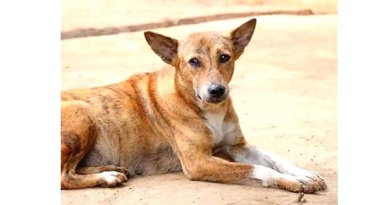 dog dog