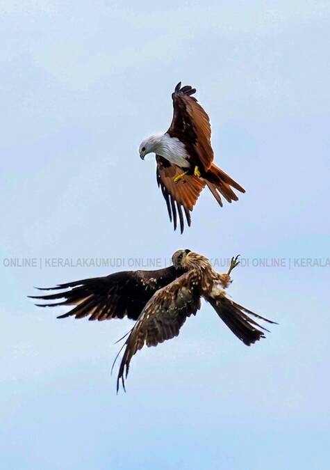 eagle-fight-