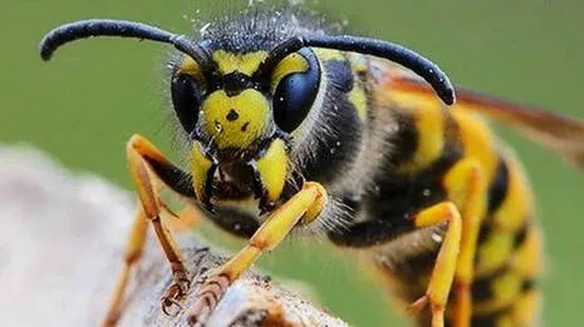 kadanl