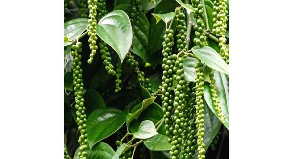 black-pepper