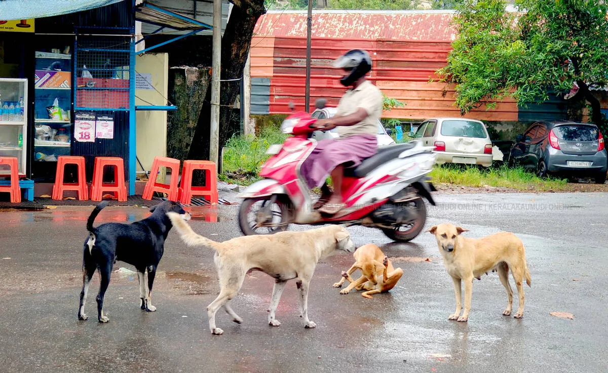 street-dog