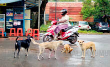 street-dog