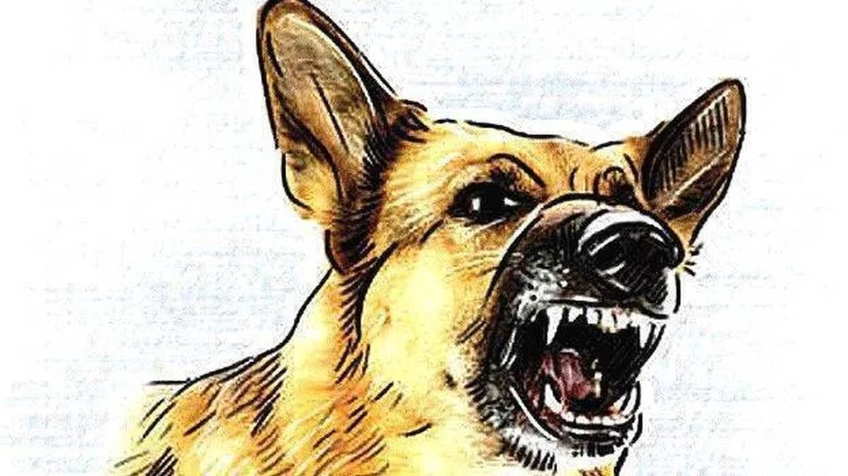 dog