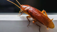 cockroach