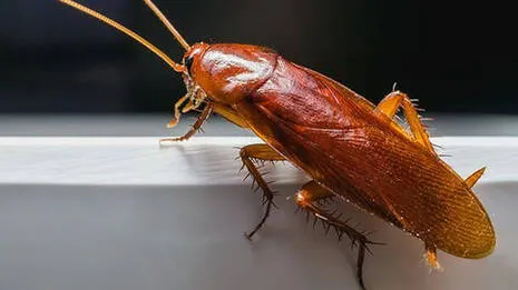 cockroach.1.4002979