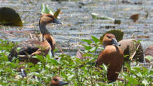 a-rare-migratory-bird-the-fulvous-whistling-duck-has-been-spotted-at-malappuram