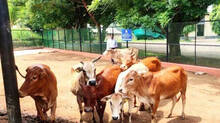 price-hike-for-cattlefeed