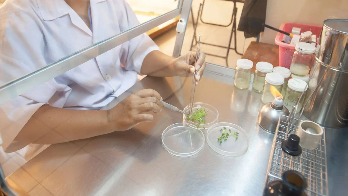 tissue-culture