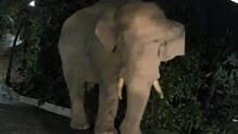 wild-elephant-in-home