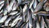 fish-transport-without-water