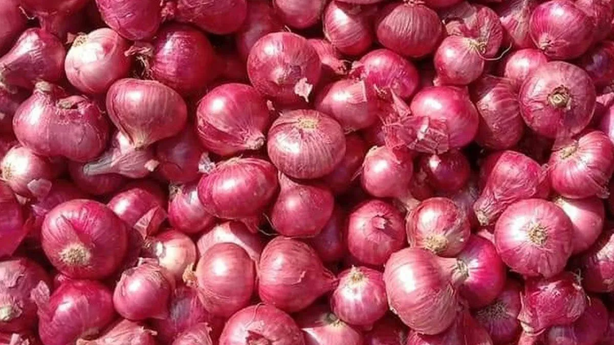 big-onion-