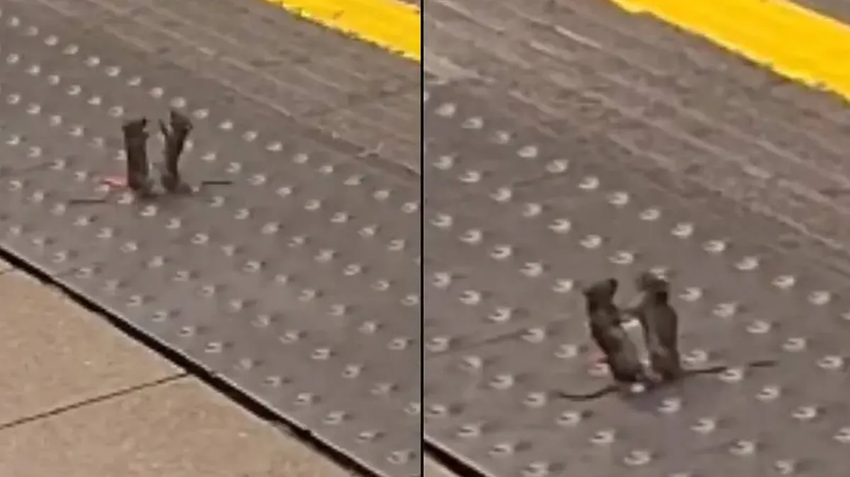 mice-fight
