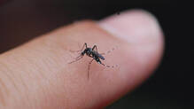mosquitoes